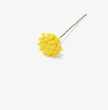 Yellow Dandelion Stem