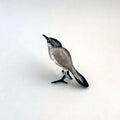 Glass Wagtail