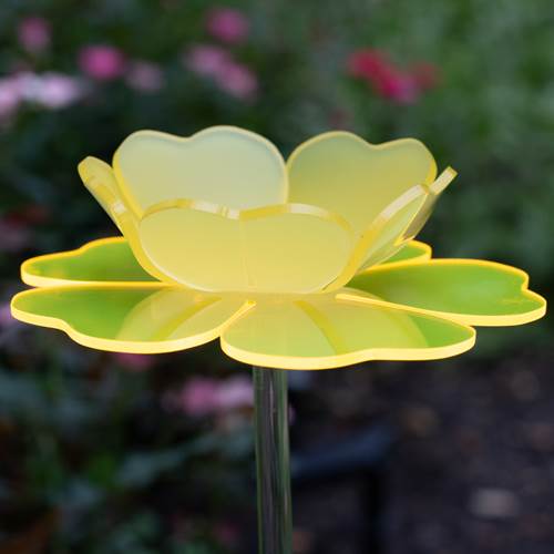 Buttercup Florescent Flower