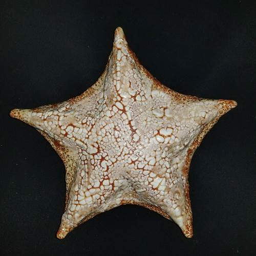 Ceramic Puffer Starfish