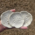 Ceramic Sand Dollar Dish