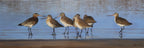 THE GATHERING oil painting by Holly Glasscock