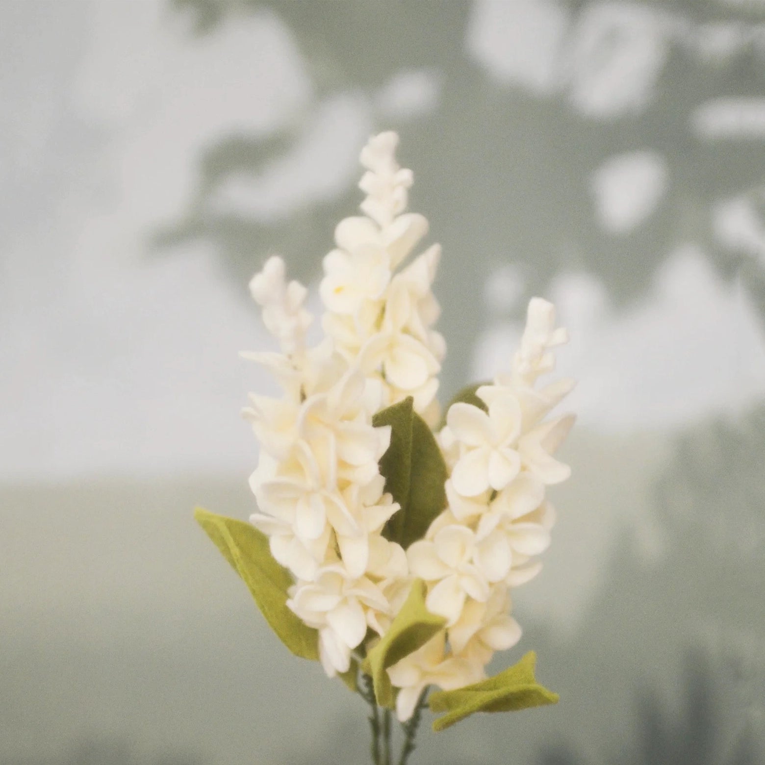 Lilac Stem