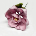 Magnolia Stem