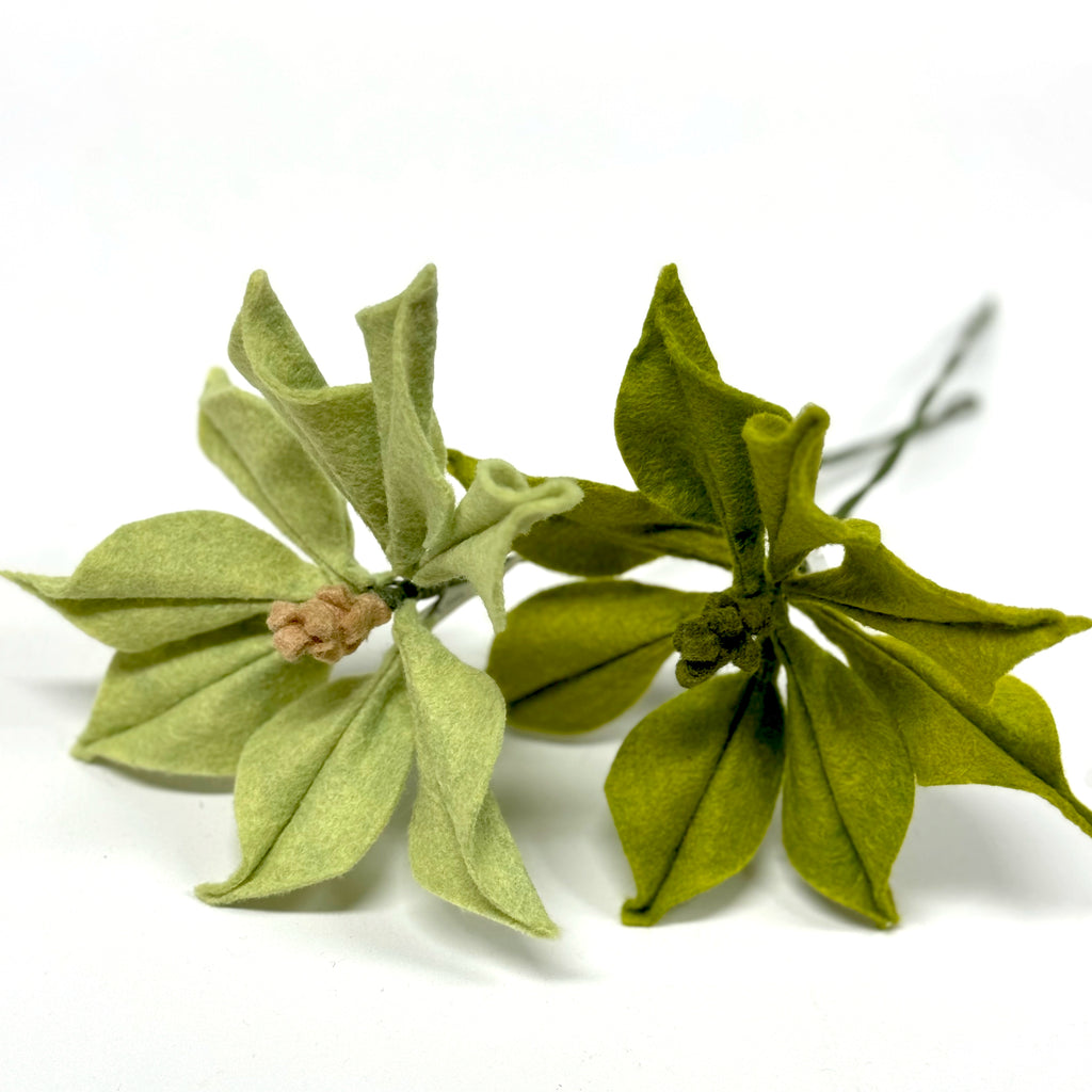 Poinsettia Stem