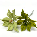 Poinsettia Stem