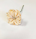 Dahlia Stem