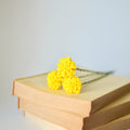 Yellow Dandelion Stem
