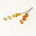 Pumpkin Spice Eucalyptus Stem
