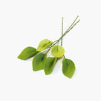 Filler Leaf Stem