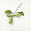 Hopps Stem