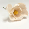 Magnolia Stem