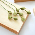 Boxwood Leaf Stem