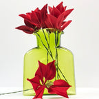 Poinsettia Stem