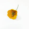 Poppy Stem