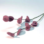 Purple Eucalyptus Stem