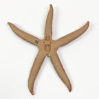 Skinny Ceramic Starfish