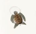 Wood Turtle Ornament